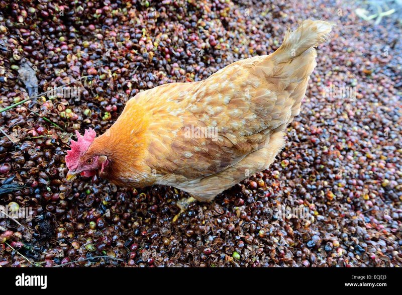 Juego chicken road in Spain